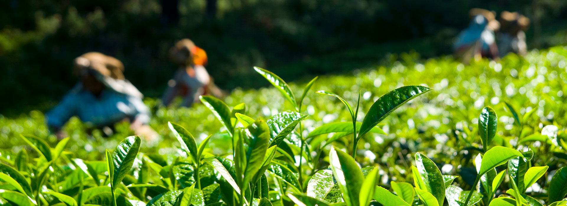 Explore Darjeeling